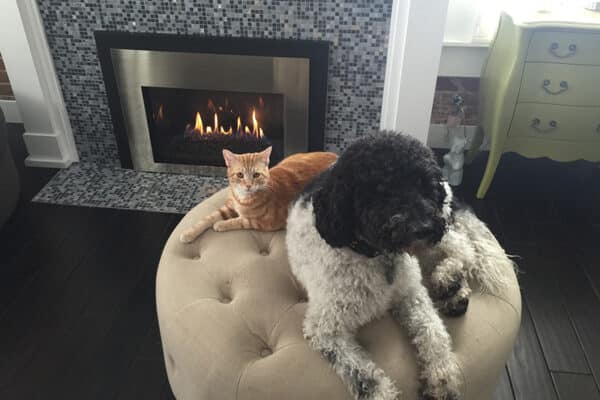 blog-fireplace-pets - Chimney Sweeps of America modern fireplaces for sale