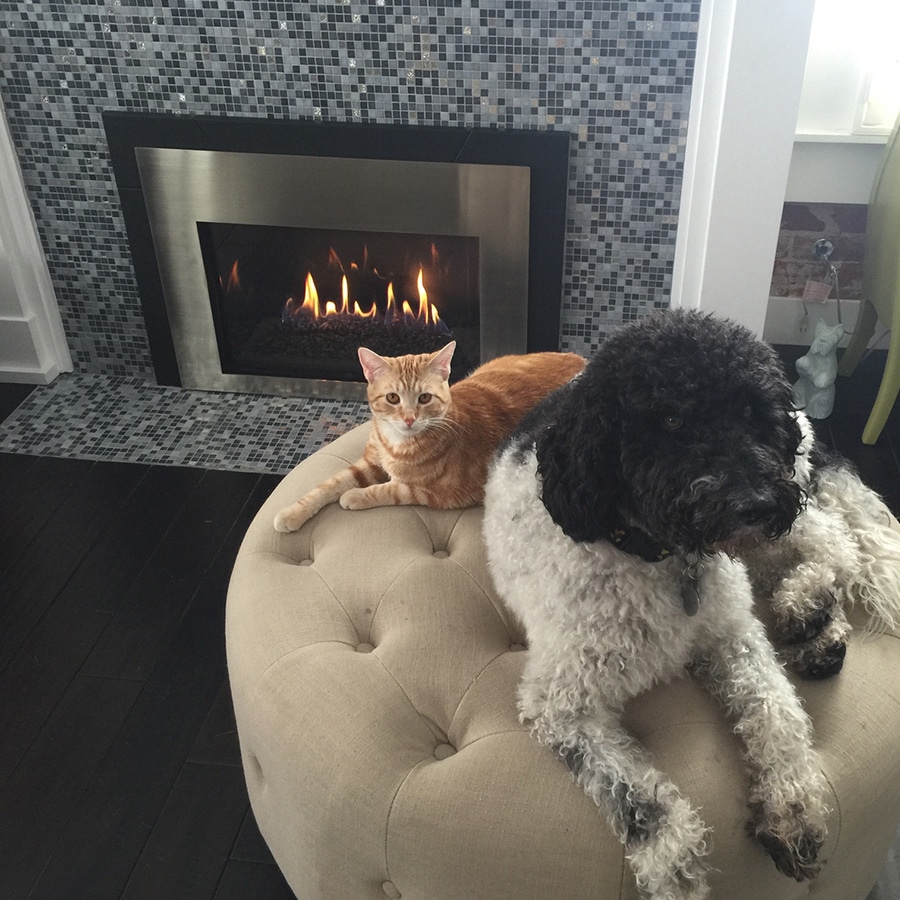 Pets in front of fireplace relaxing