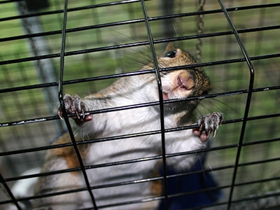squirrel removal denver